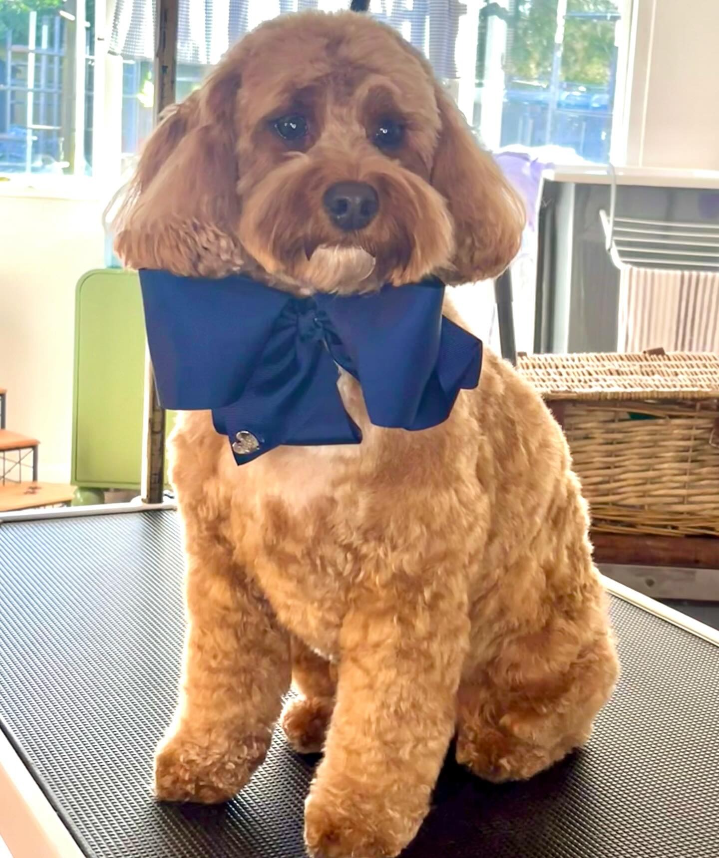 Apricot cavapoo with a large navy bow