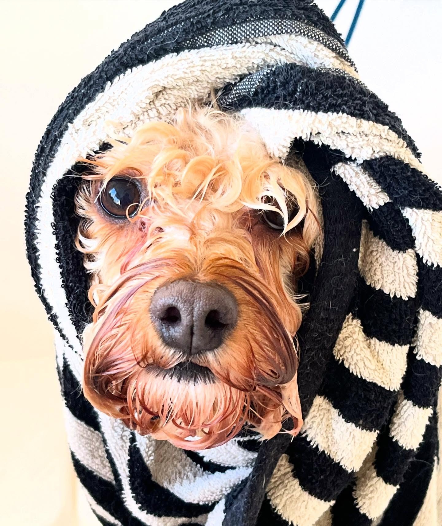 Curly dog wrapped in a black and white striped towel