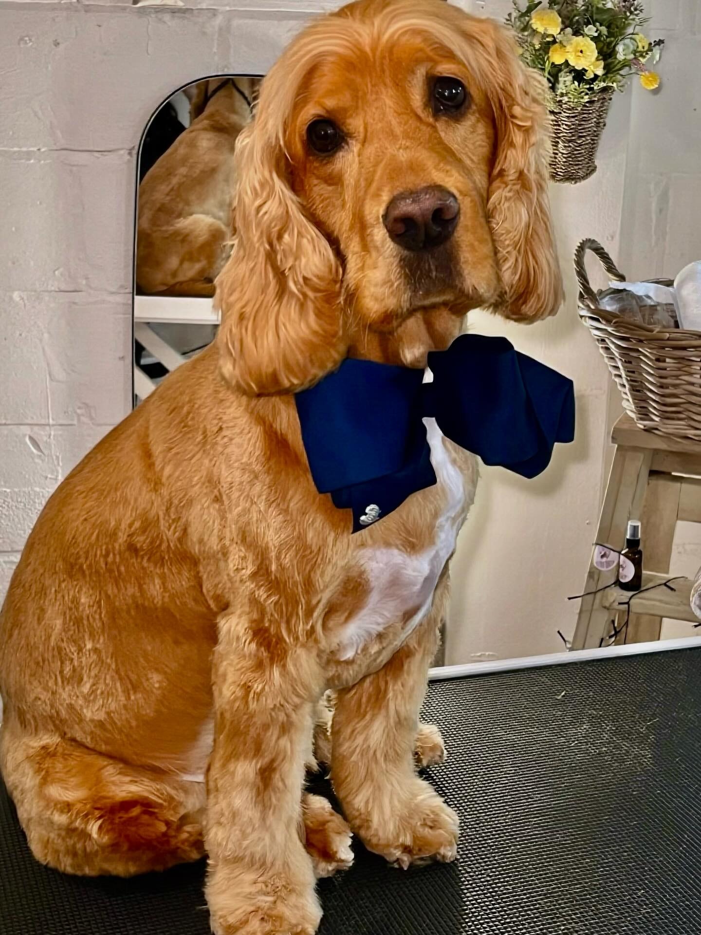 Golden cocker spaniel with a navy bow after a groom
