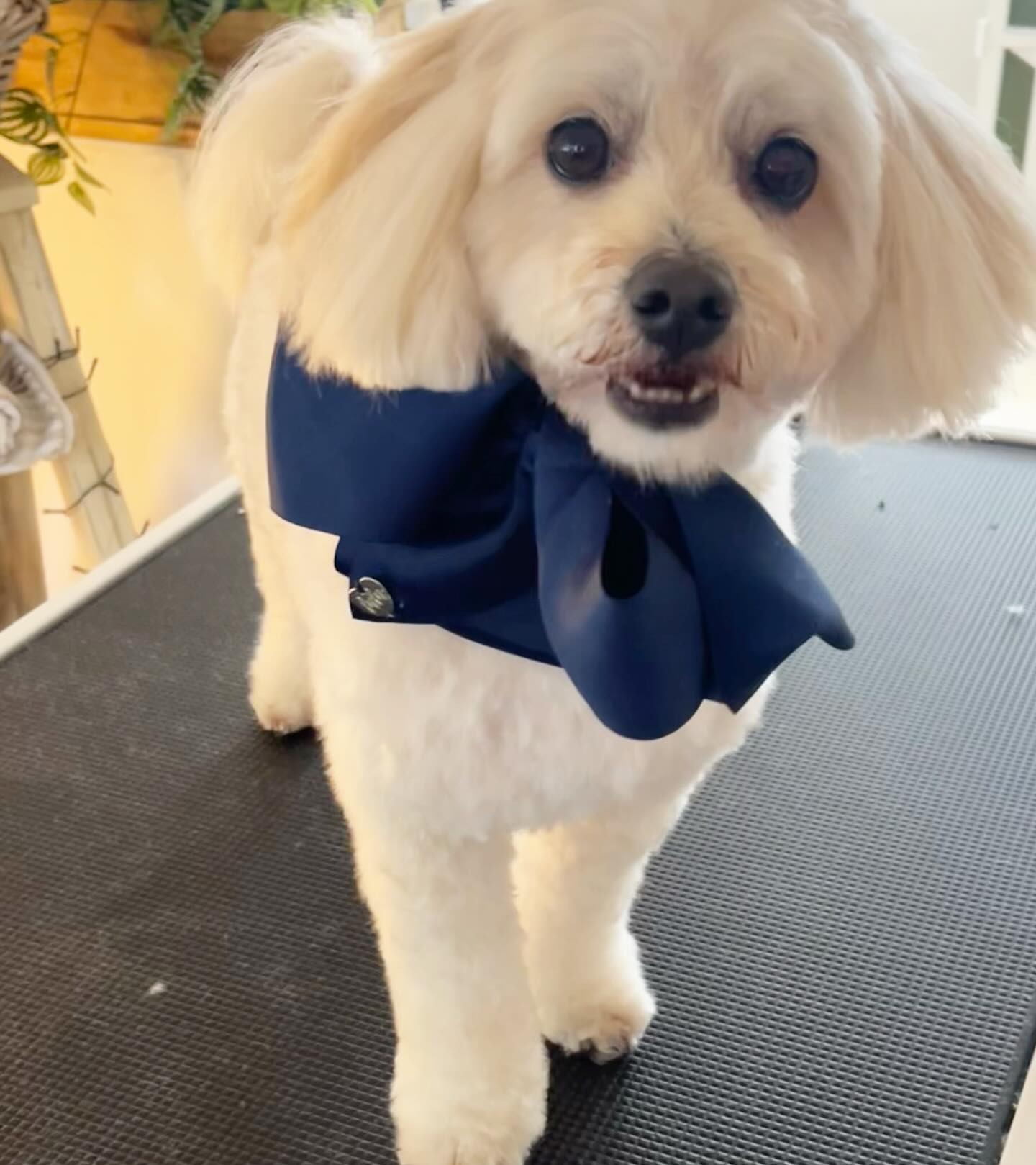 Small white dog with navy bow on the grooming table
