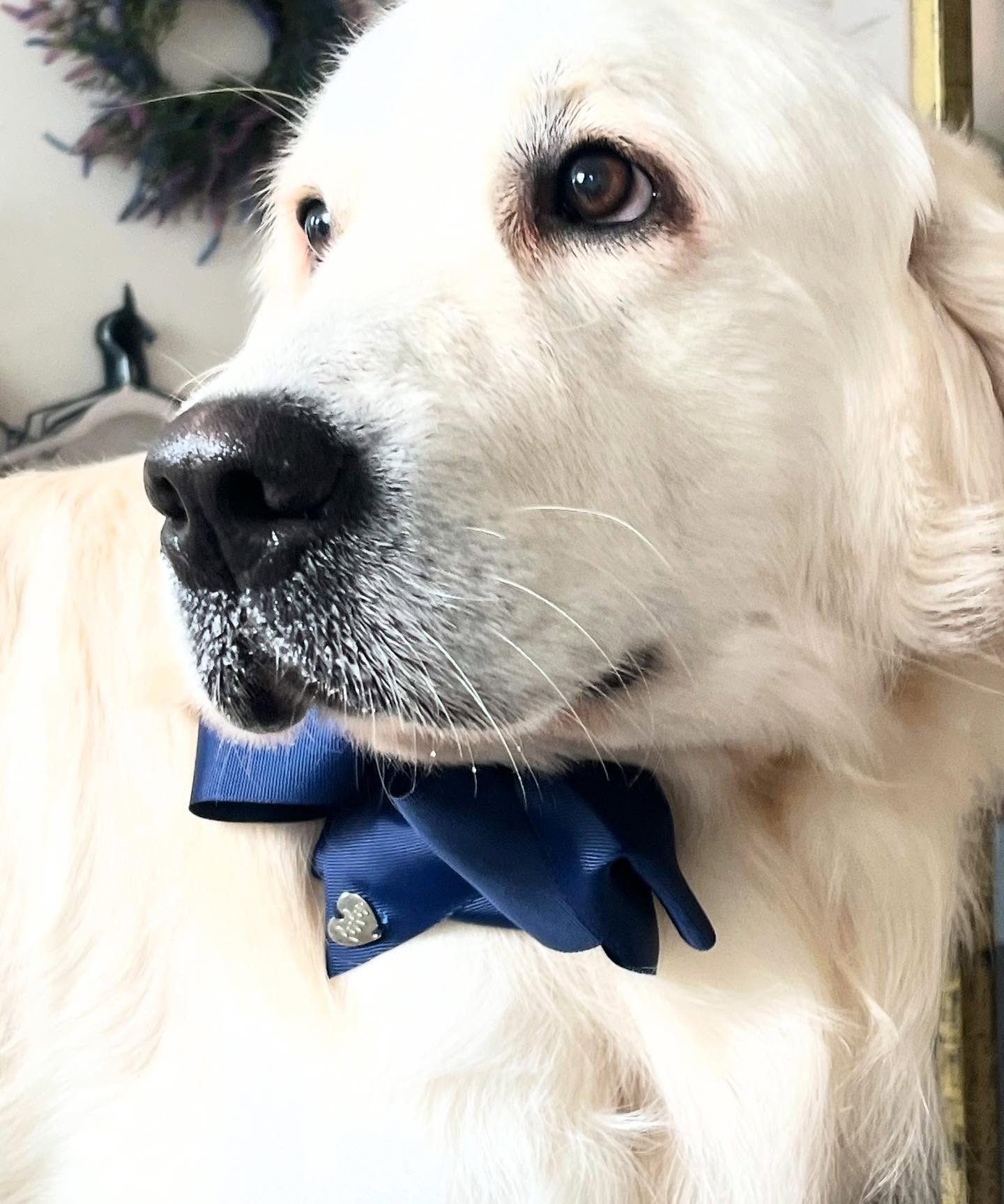 Cream golden retriever wearing a navy bow tie