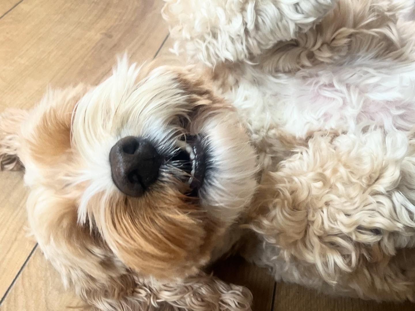 Sleepy cockapoo relaxing on a wooden floor