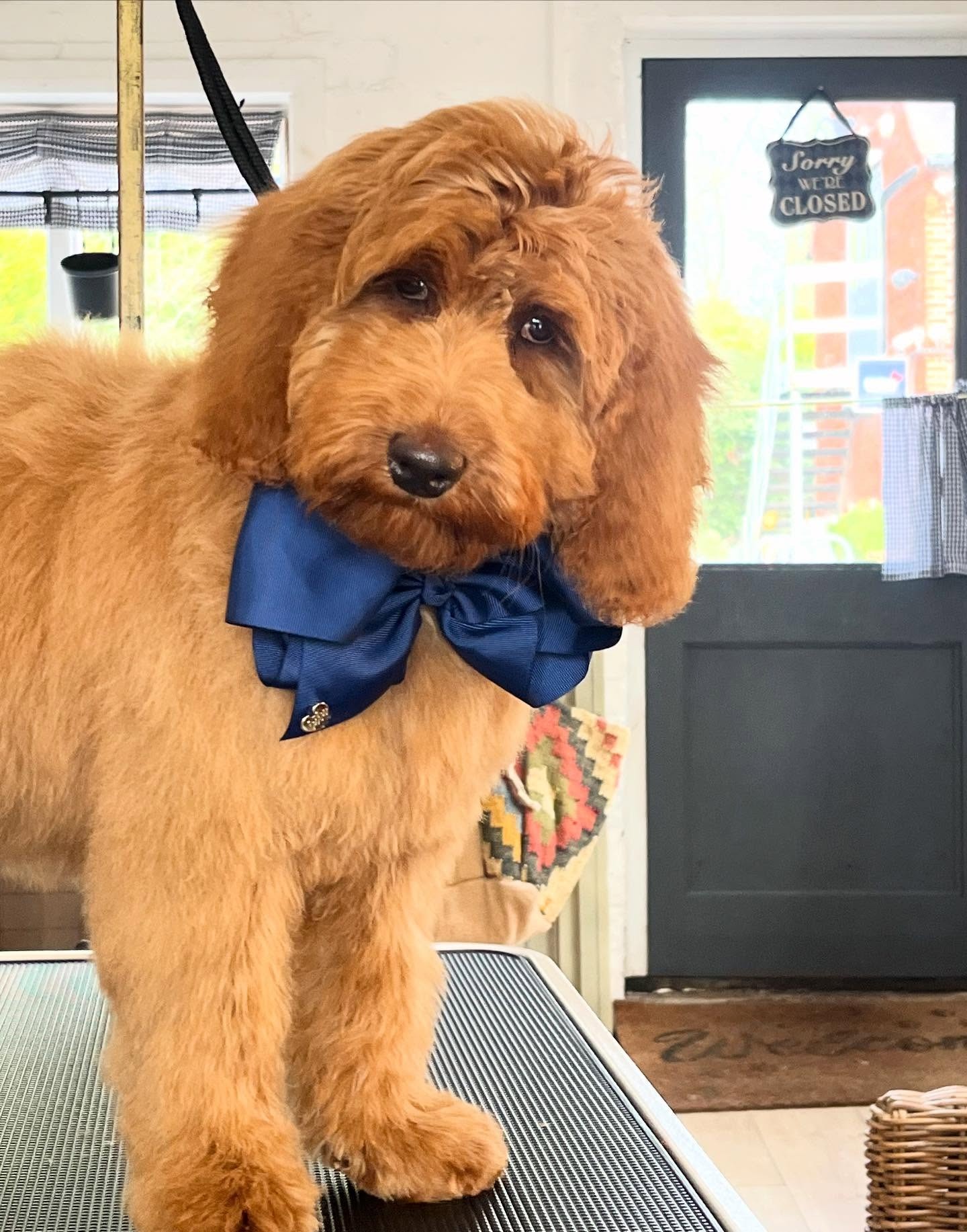 Red cockapoo standing tall with a navy bow