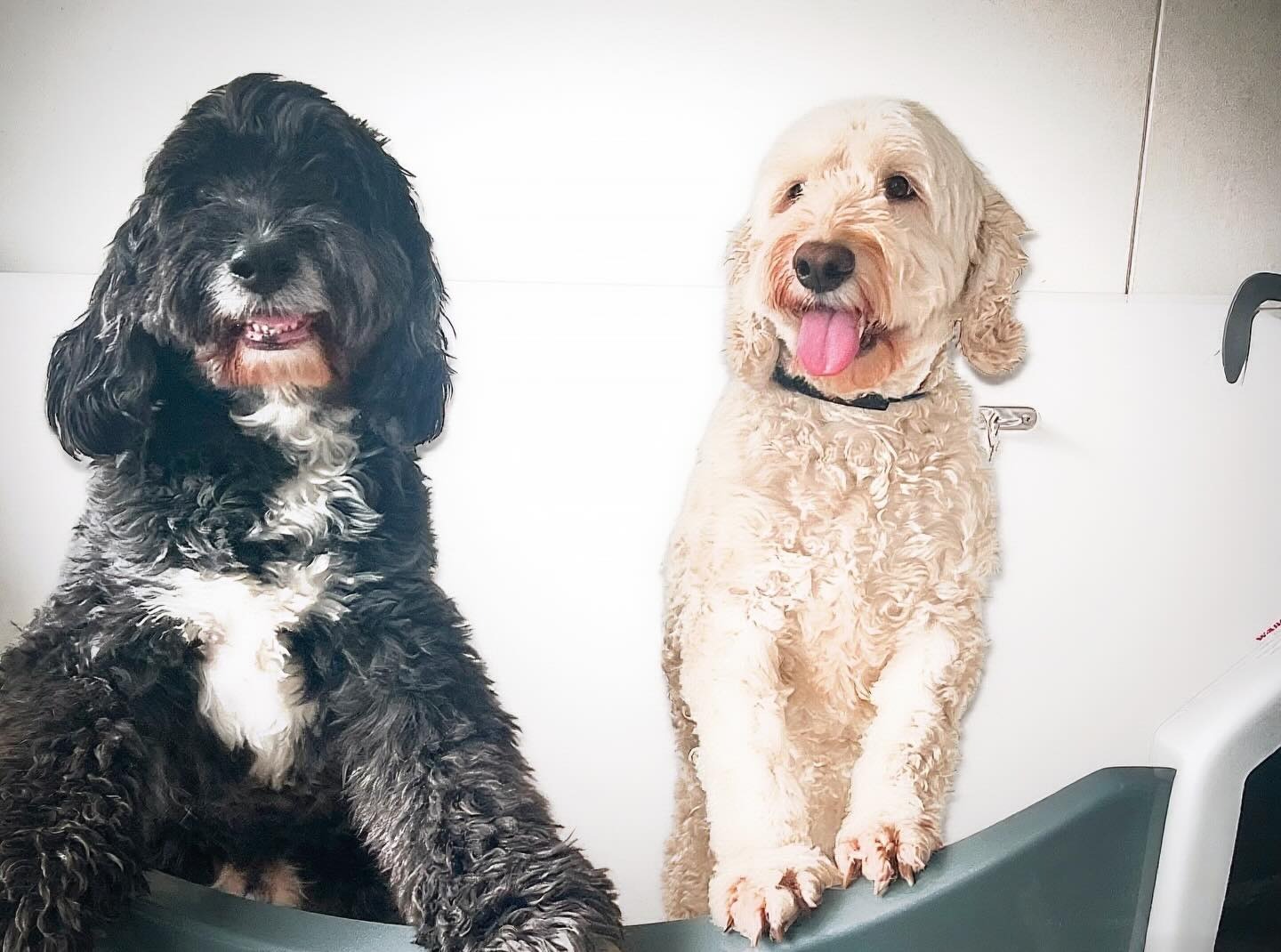 Two dogs side by side after their groom