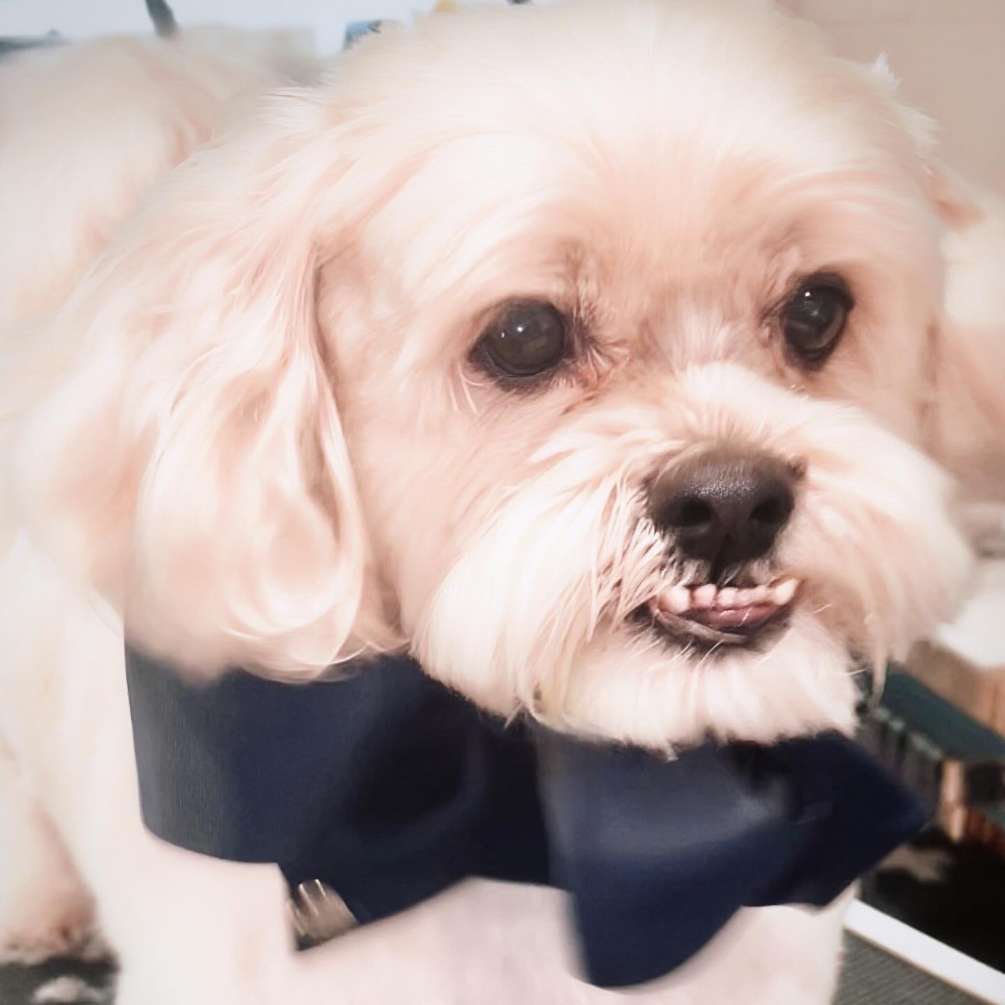 Pale apricot dog with a navy bow, freshly fluffed